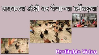 अंडी वर येणाऱ्या कोंबड़या विकने आहे ||Soon Egg Laying Females || Sale Out