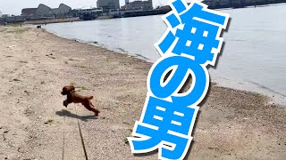 【トイプードルのテト】海辺でおさんぽ