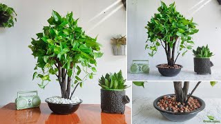 Money Plant Makeover From Vine to Tree Style-Money Plant Tree | Money Plant Decoration//GREEN PLANTS