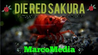 Die Red Sakura Garnele - Neocaridina davidi \