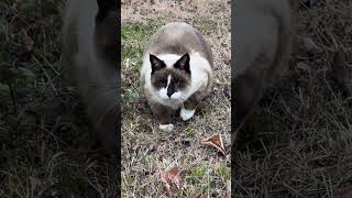 襲ってくる猫がこちらです(Cat attacking you)#猫動画 #cat #野良猫 #straycat #面白い猫 #funnycat