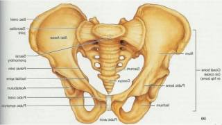 Difference Between Pelvis and Hip