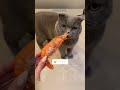 cat videos 🐕 viral 😻 funnycats 5130