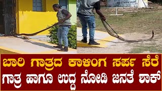 ಬಾರಿ ಗಾತ್ರದ ಕಾಳಿಂಗ ಸರ್ಪ ಸೆರೆ | ಗಾತ್ರ ಹಾಗೂ ಉದ್ದ ನೋಡಿ ಜನತೆ ಶಾಕ್‌