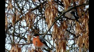 Bullfinch  -Снегири