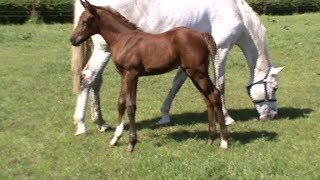 dark colt Nobilisyade NVDW \u0026 chestnut filly Novayade NVDW  - 13dOld (21May2018-2)