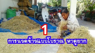 การนวดข้าวแบบโบราณ หาดูยาก1