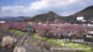 2014年　河津桜　空撮