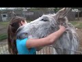 true love a girl and her donkey