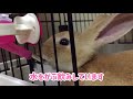 うさぎの食事シーンが可愛すぎる　大好物はペレット rabbit0004