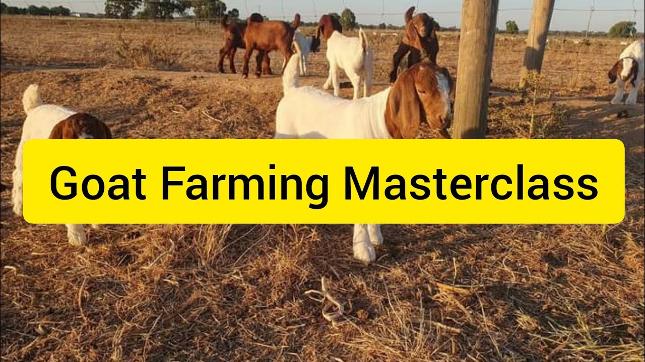 Free Goat Farming Masterclass Series: Part 1- How To Start A Goat Farm ...