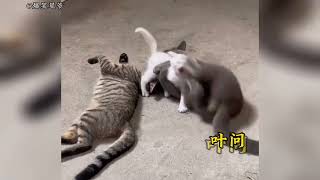 盘点那些会功夫的猫咪：一招“三脚猫”功夫，就让汪星人留下阴影