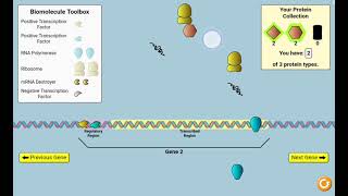Virtual laboratory Gene Expression Essentials in PhET Interactive Simulations.