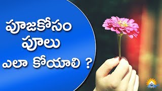 పూజకోసం పూలు ఎలా కోయాలి ? | How To Pluck Flowers For God | Gopuram