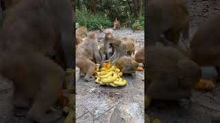 The monkey king first takes three banana monkeys