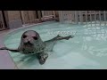 【アザラシ赤ちゃん】魚の好き嫌い　アザラシ赤ちゃん成長記録26　生後46日目　spotted seal growth record day 46