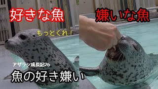 【アザラシ赤ちゃん】魚の好き嫌い　アザラシ赤ちゃん成長記録26　生後46日目　Spotted Seal Growth Record (Day 46)