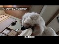 ドッグランで起こったヤバイ事件のお話【犬アフレコ】