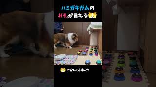 ハミガキガムのお礼が言えるシェルティ【会話ボタンでしゃべる犬】 #shorts #dog