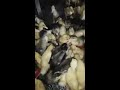 pekin ördeği pekin ducks wild ducks puppys yaban ördeği yavruları