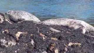 Seehunde und Kegelrobben in Portnahaven, Islay, Teil 1