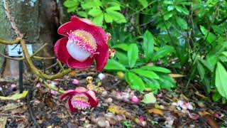 Fairchild Tropical Botanical Gardens re-opens