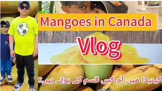 Vlog| Mango in Canada| کینیڈا میں آم کیسے ہیں۔