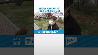 【被災地にも春の便り】七尾市 小丸山城址公園