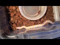 albino banana kingsnake