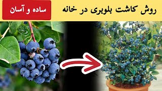 کاشت و پرورش بلوبری در خانه | خیلی راحت و آسان