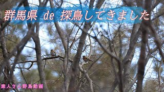 群馬県 de 探鳥してきました　【素人さん野鳥動画】