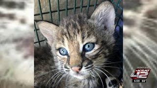 VIDEO: Family changes story, mistook bobcat kittens for bengal kittens