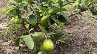 ចម្ការត្របែកធម្មជាតិ #plants #agriculture #harvest