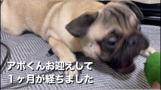 パグを飼って１ヶ月が経ちました！天真爛漫なパグを育てるのはとても楽しいw w It's been a month since we got my pug!