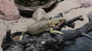 Poisonous And Poisonous Snake | Animals Planet | ពិភពសត្វ