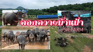 ✅ แวะชม คอกควายบ้านป้า SR FARM  - คอกน้องใหม่ มีของดีเพียบ