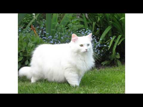 Black white cat breeds Black white cat breeds