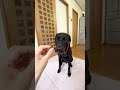 【秘密兵器】ついに唸る柴犬が笑顔になりました！！