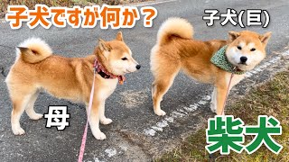 バブみ感一切ない柴犬子犬(巨)と母柴犬のお散歩萌えるw