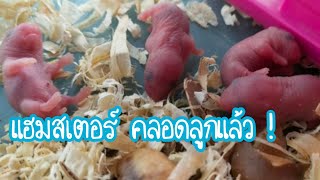 แฮมสเตอร์คลอดลูก ต้องดูแลยังไง? |4พี่น้องโอ้มายก๊อด