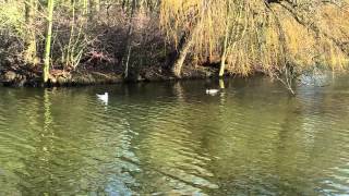 Grebes and Goosander