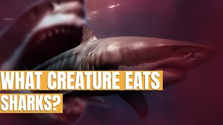 The Unexplained: Deep Sea Monster Bites Shark in Half