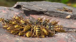 Wasp (Vespula germanica) and Polistinae wasp , Deutsche Wespen und Feldwespe