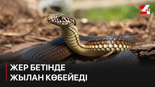 Жер бетінде жылан көбейеді