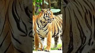 Pets - Wild animal sounds - Mammals