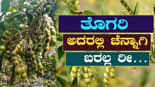 ತೊಗರಿ ಬೆಳೆ ರಾಸಾಯನಿಕದಲ್ಲಿ ಚೆನ್ನಾಗಿ ಬರಲಿಲ್ಲ, ಅದಕ್ಕೆ… Organic pigeon pea cultivation benefits