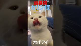 あの凶暴猫のカリン様 オッドアイをアップでご覧ください#shorts Ferocious cat