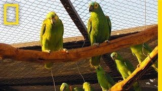 Juliana Machado Ferreira: The Stolen Birds of Brazil | Nat Geo Live