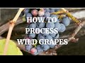 How to Process Wild Grapes