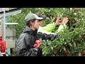 British Apple Harvest